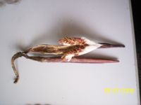 Baccello di Stapelia aperto (si vedono i semi piumati)