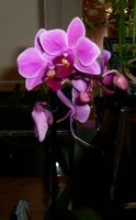 Fiore d'orchidea
