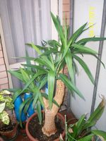 Yucca rinata