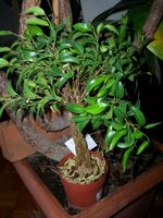 Ficus benjamina gevlochten