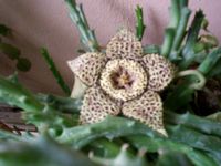 Staphelia - fiore