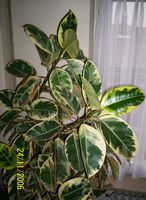 Ficus Elastica variegata