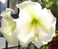 Fiore di amaryllis bianco