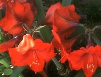 Fiore di amaryllis rosso