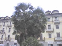 Palma fiorita